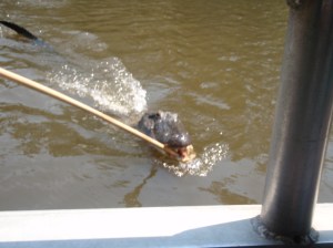 Louisiana, USA, America, alligator, swamp, boat, adventure, water ski, lake, honey island swamp, insta gator, travel feature