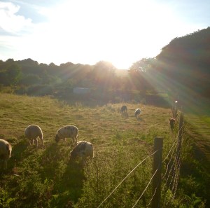 its only a plane ride away, sarah loughlin, sarah loughlin travel, guernsey holidays, what to do in guernsey, things to do in guernsey, guernsey, summer holiday guernsey, cycling in guernsey, channel islands, cycling, tandem holiday, tandem cycling