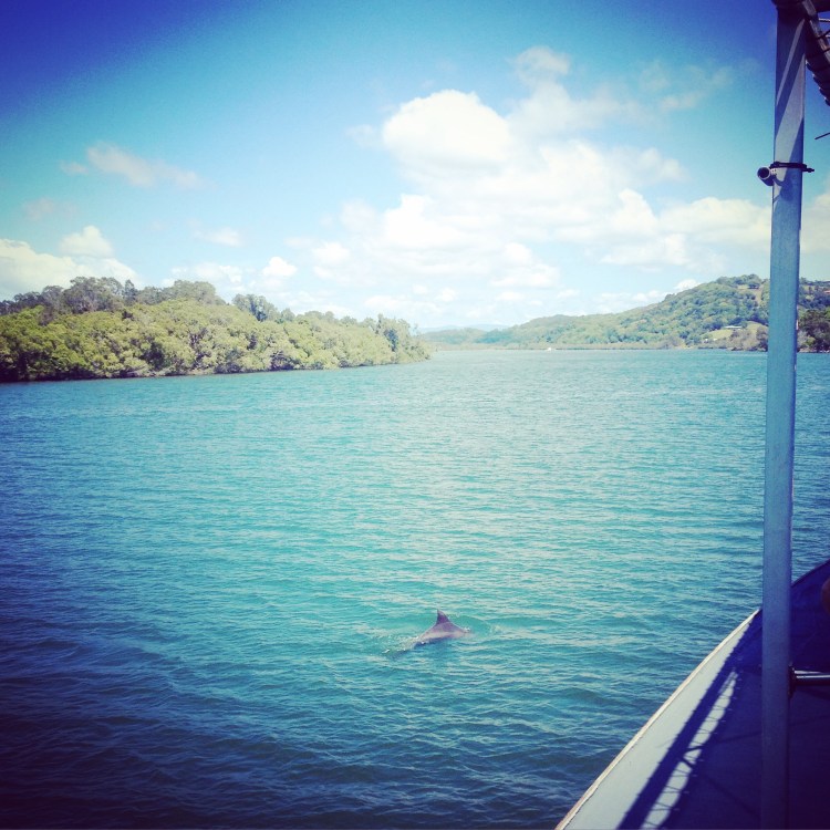 Dolphin spotting on the Tweed River, NSW Australia