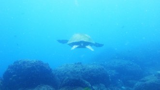 turtle cook island NSW